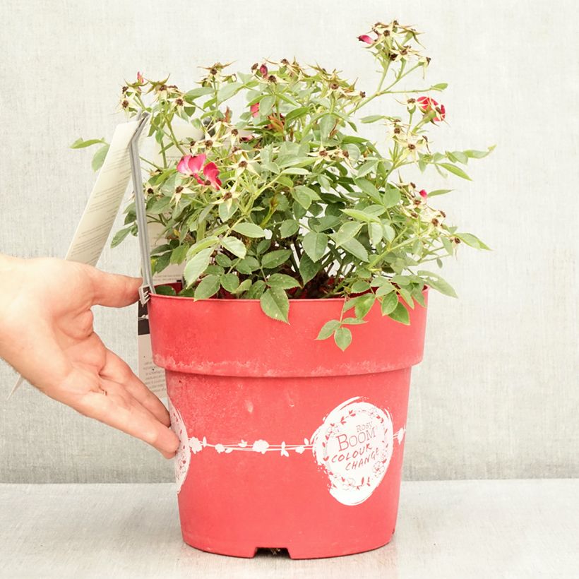 Rosa Rosy Boom -  'Colour Change' - Shrub Rose 6L/7L pot sample as delivered in summer