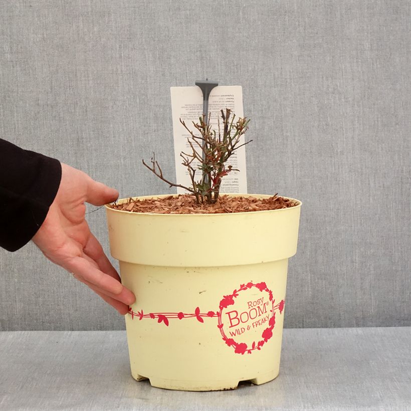 Rosa Rosy Boom® Wild and Freaky - Shrub Rose 6L/7L pot sample as delivered in winter