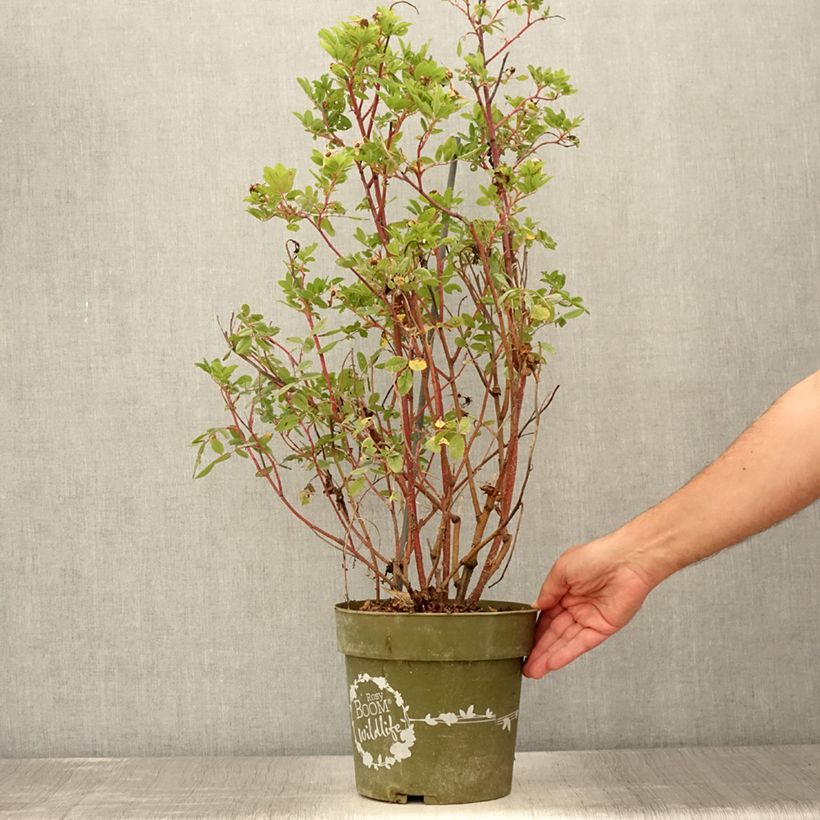Rosa Rosy Boom Wildlife 6L/7L pot sample as delivered in summer