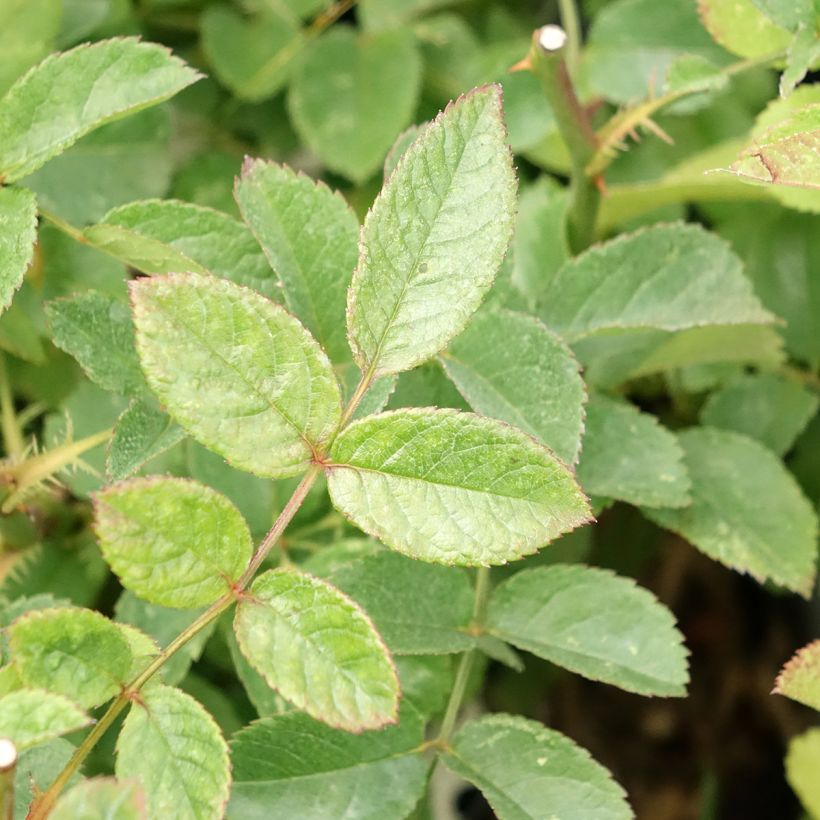 Rosa x moschata 'Rosy Purple' - Shrub Rose (Foliage)