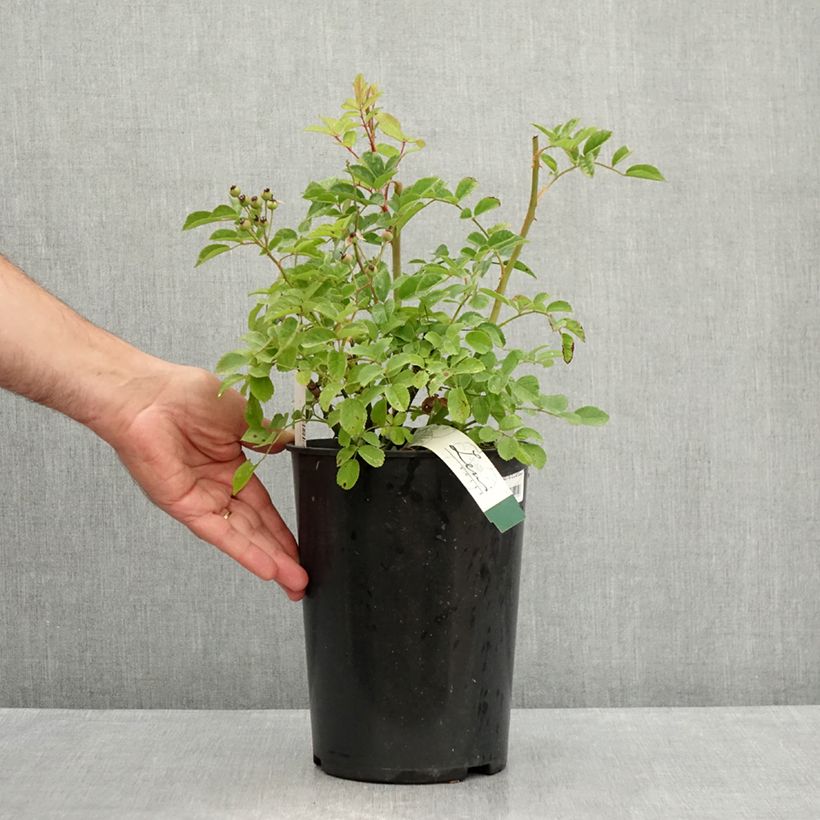 Rosa x moschata 'Rosy Purple' - Shrub Rose 4L/5L pot sample as delivered in summer