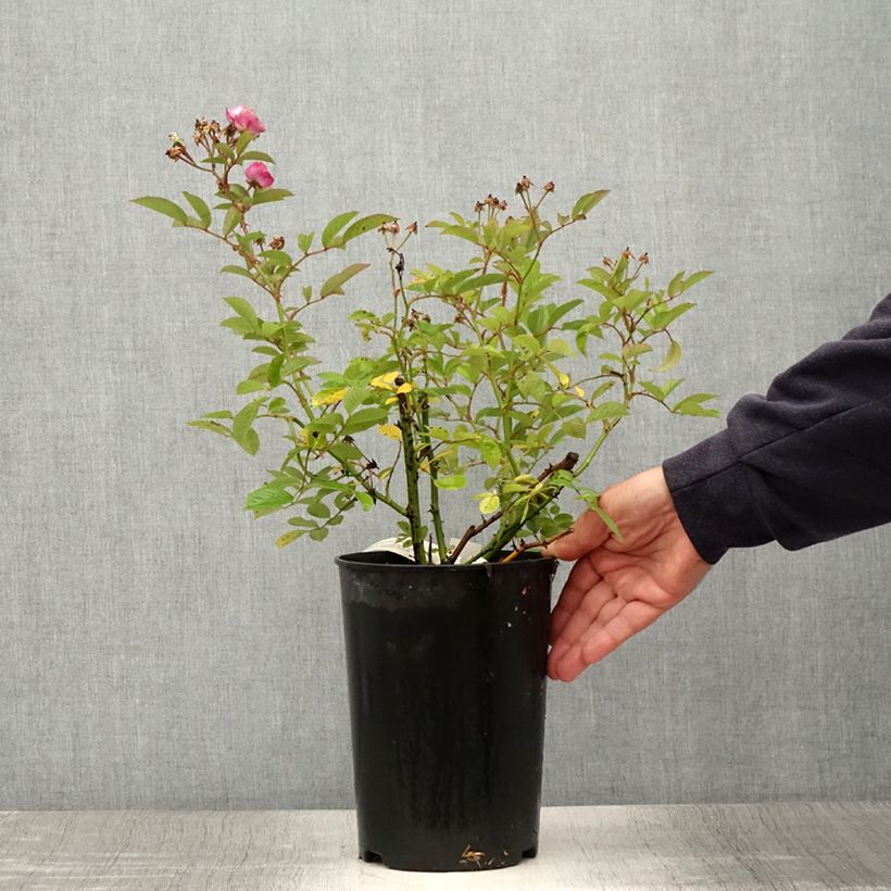 Rosa Sibelius - Hybrid Musk Rose 4L/5L pot sample as delivered in summer