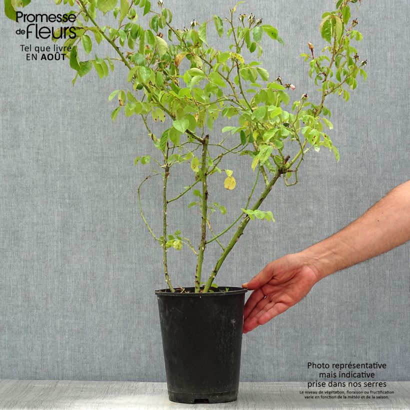 Rosa  Smarty - shrub rose 4L/5L pot sample as delivered in summer