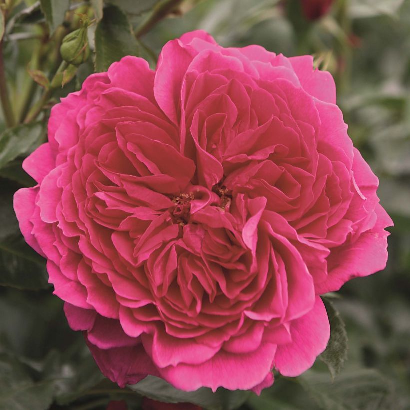 Rosa Soul - modern shrub rose (Flowering)