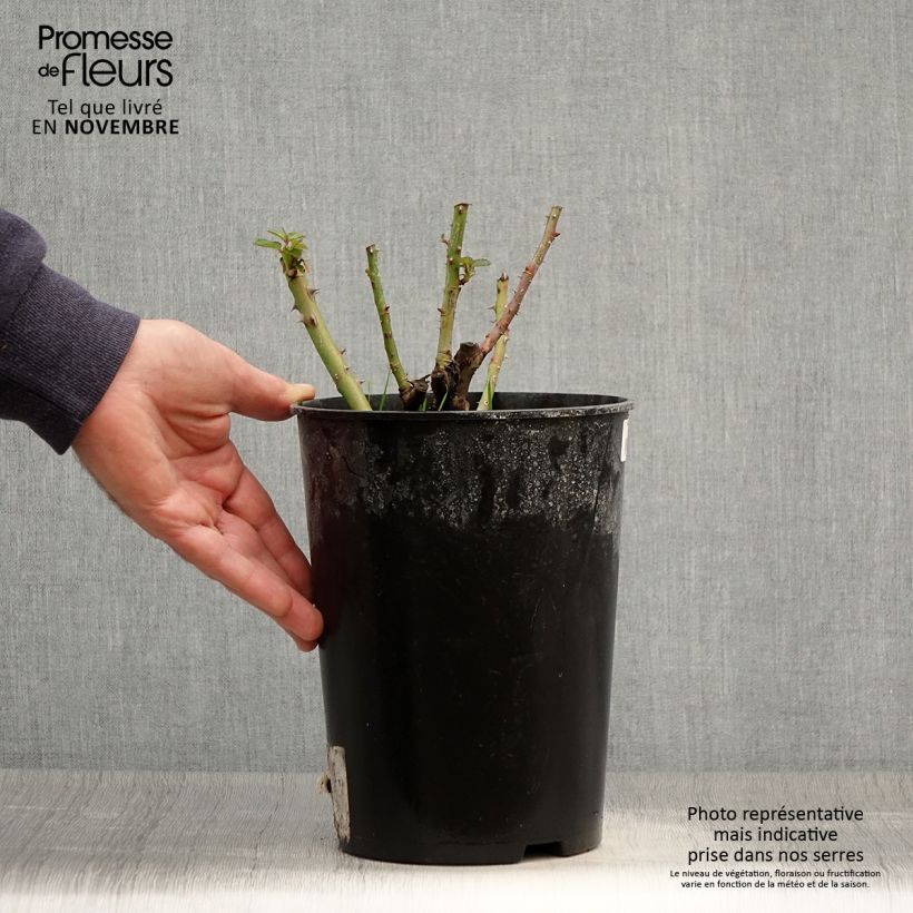 Rosa Soul - modern shrub rose 4L/5L pot sample as delivered in autumn