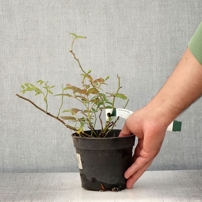 Rosa x moschata 'Twins' - Moschata Rose 1L/1.5L pot sample as delivered in summer