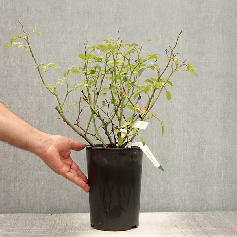 Rosa Vif Eclat - Hybrid Musk Rose 4L/5L pot sample as delivered in summer