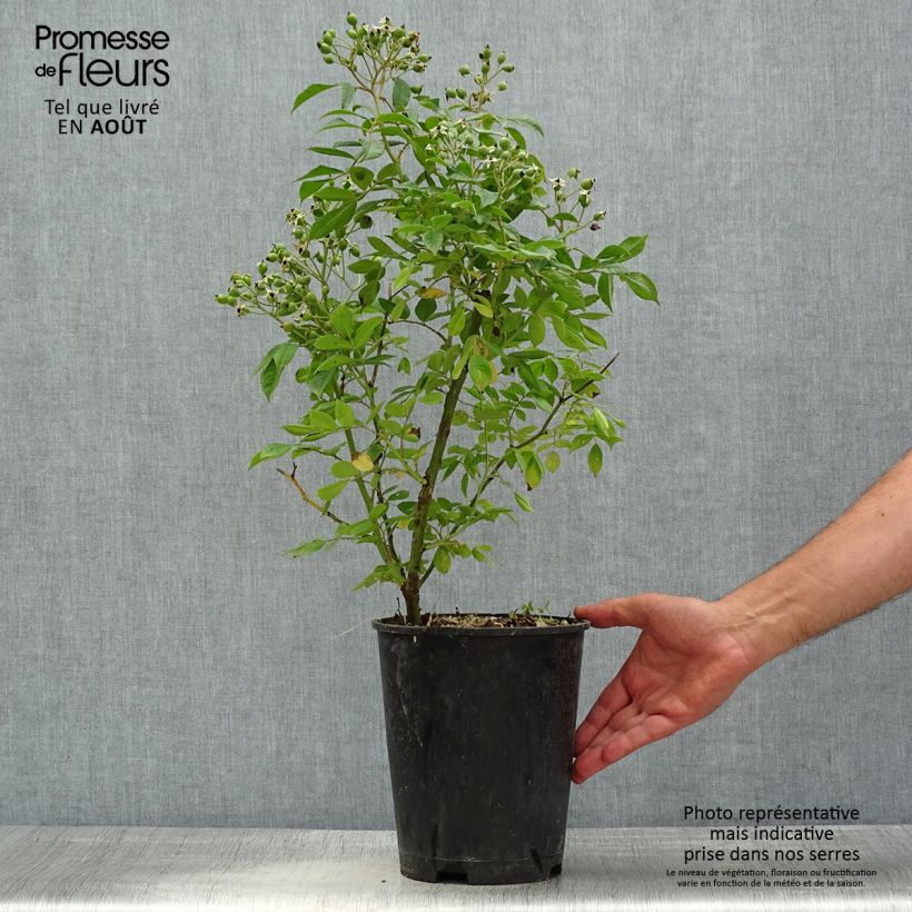 Rosa Waterloo - Hybrid Musk Rose 4L/5L pot sample as delivered in summer