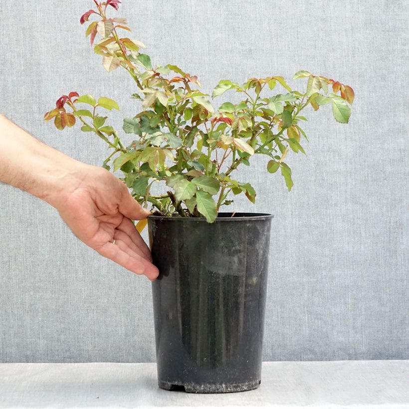 Rosa  Westerland (Korwest) - Hybrid Shrub Rose 4L/5L pot sample as delivered in summer