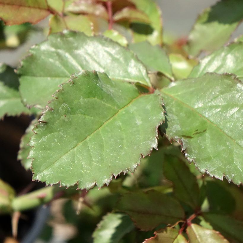 Rosa Westerland (Korwest) - Hybrid Shrub Rose (Foliage)