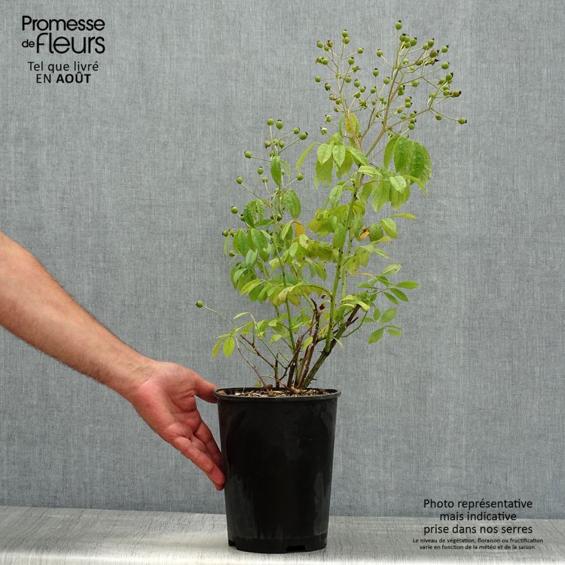 Rosa White Magic - shrub rose 4L/5L pot sample as delivered in summer