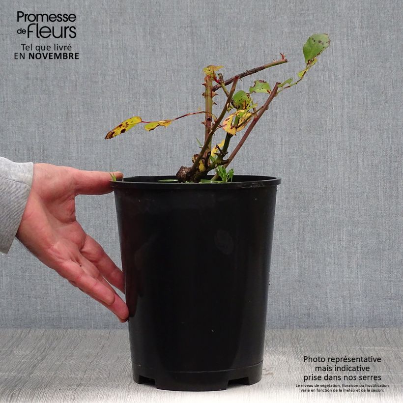 Rosa  Yann Arthus-Bertrand - Shrub Rose 4L/5L pot sample as delivered in autumn