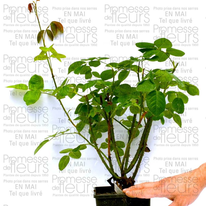 Example of Rosa Constance Spry 4L/5L pot specimen as delivered