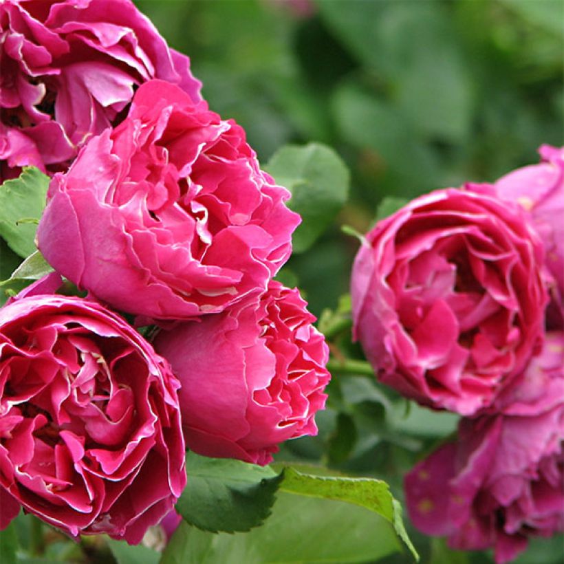 Rosa Baron Girod de l'Ain (Flowering)