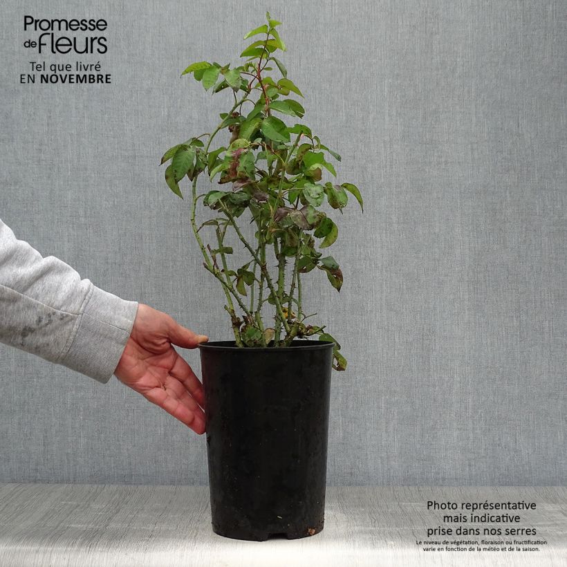 Rosa Baronne Prévost - Hybrid Perpetual rose 4L/5L pot sample as delivered in autumn