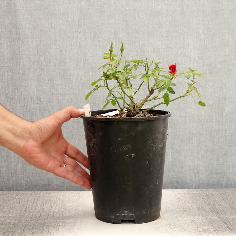 Rosa Bees Paradise Light Red - patio rose 3L/4L pot sample as delivered in summer