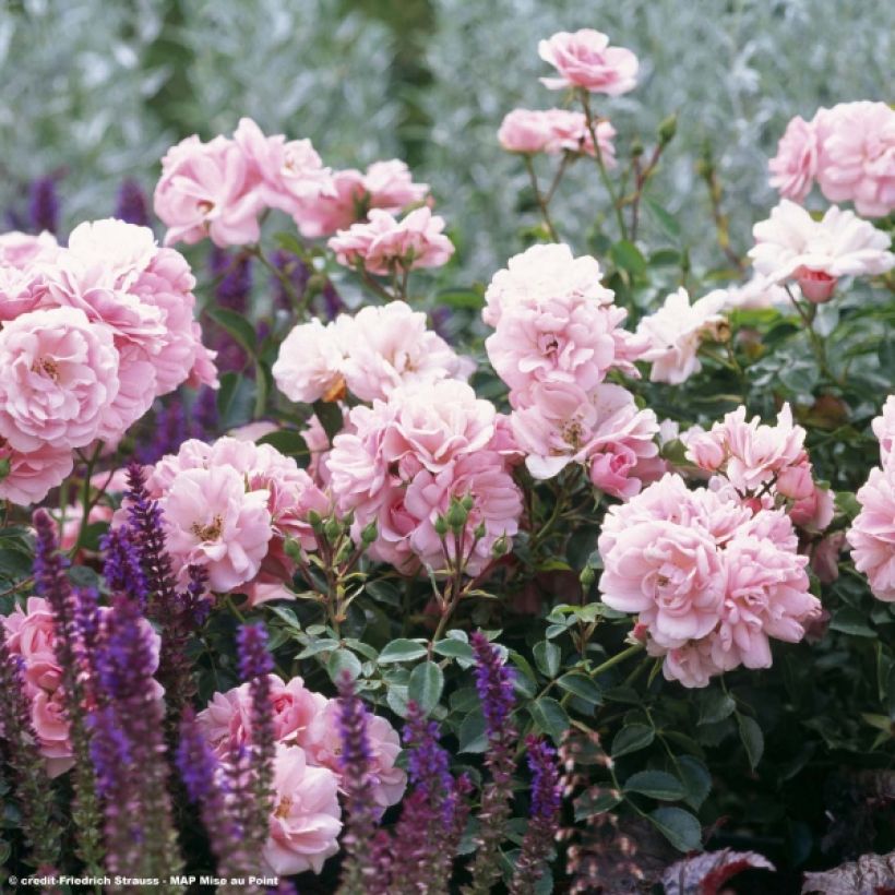 Rosa Bonica (Flowering)