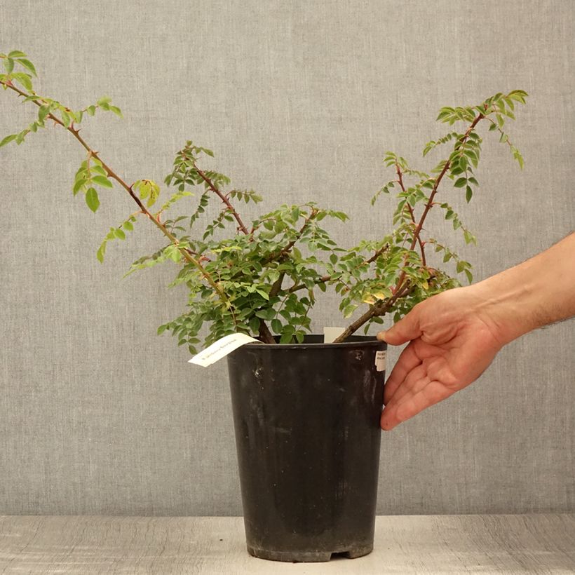 Rosa Bourgogne - Shrub Rose 4L/5L pot sample as delivered in summer