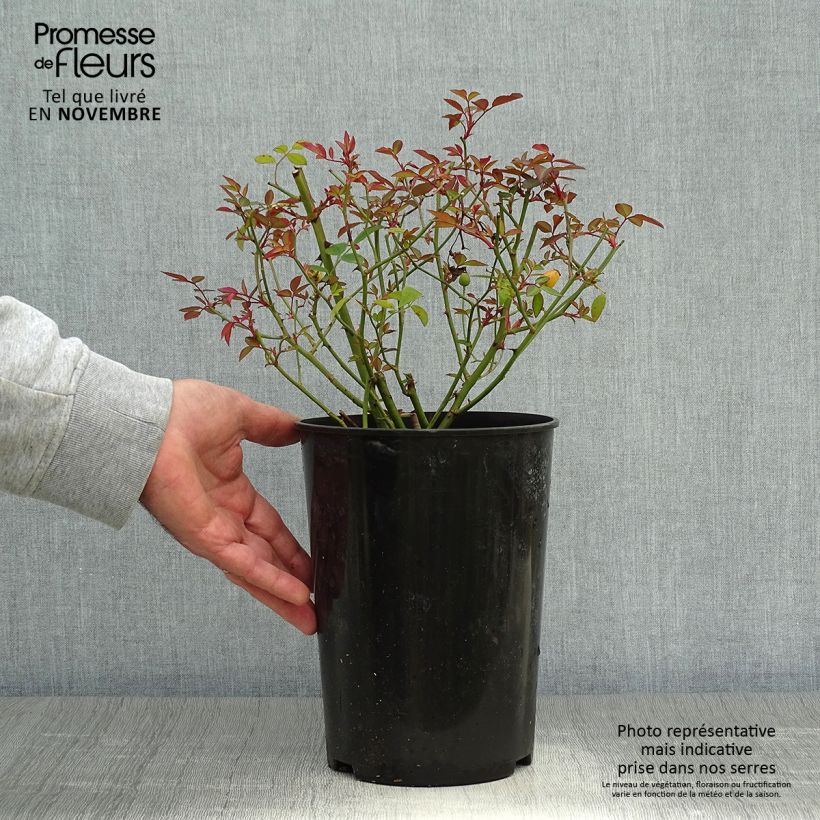 Rosa x chinensis 'Mutabilis' - China Rose 2L/3L pot sample as delivered in autumn