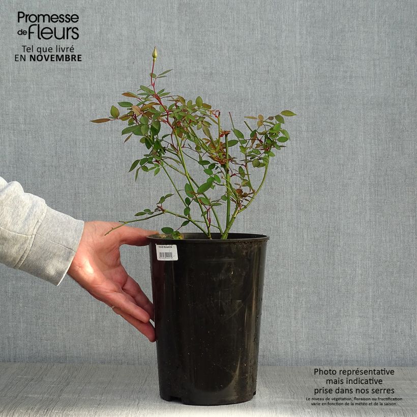 Rosa x chinensis 'Mutabilis' - China Rose 4L/5L pot sample as delivered in autumn