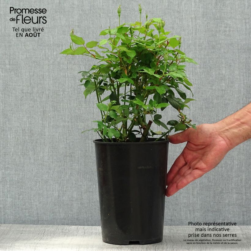 Rosa chinensis Viridiflora - Shrub Rose 4L/5L pot sample as delivered in summer