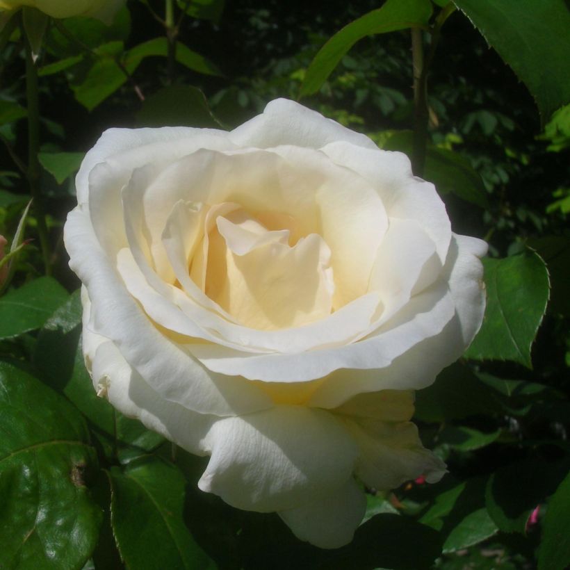 Rosa Pascali - Hybrid Tea Rose (Flowering)