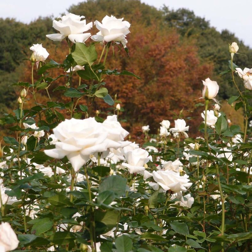 Rosa Pascali - Hybrid Tea Rose (Plant habit)