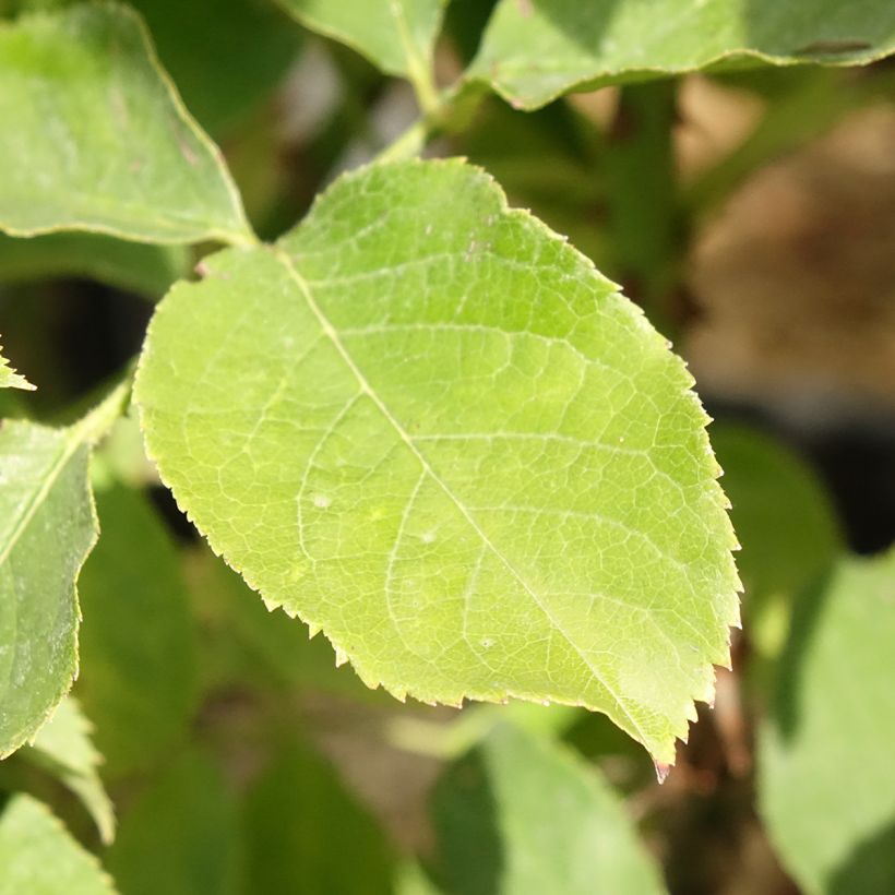 Rosa Pascali - Hybrid Tea Rose (Foliage)