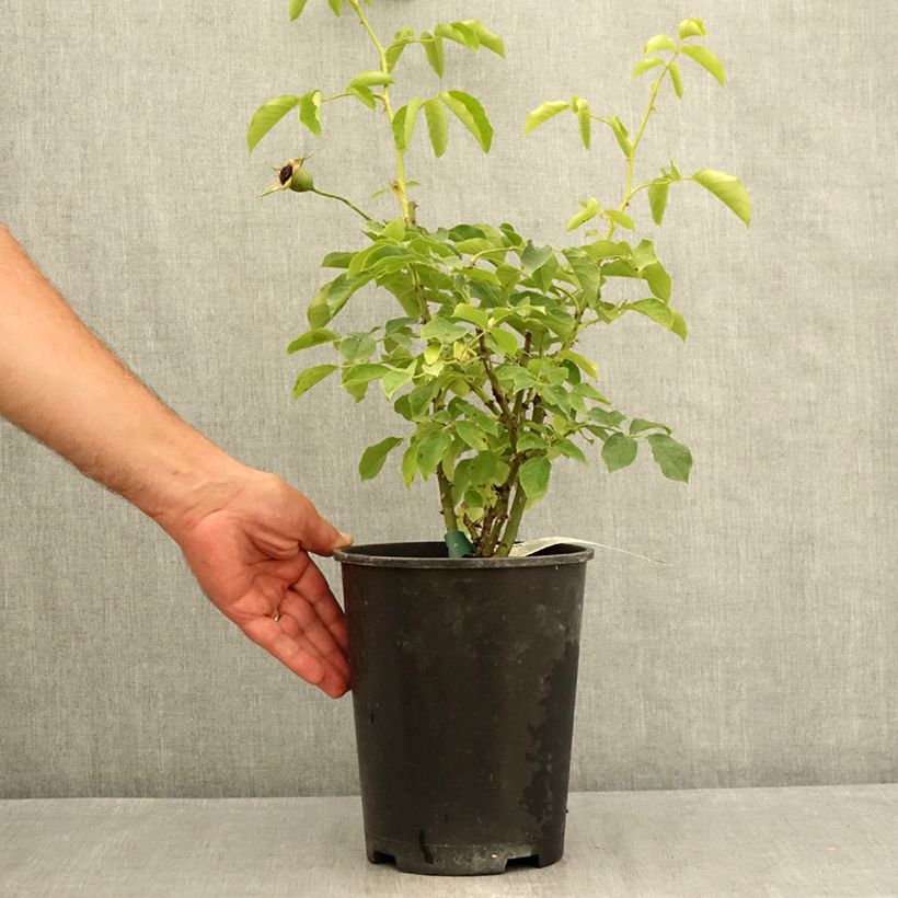 Rosa Pascali - Hybrid Tea Rose 4L/5L pot sample as delivered in summer