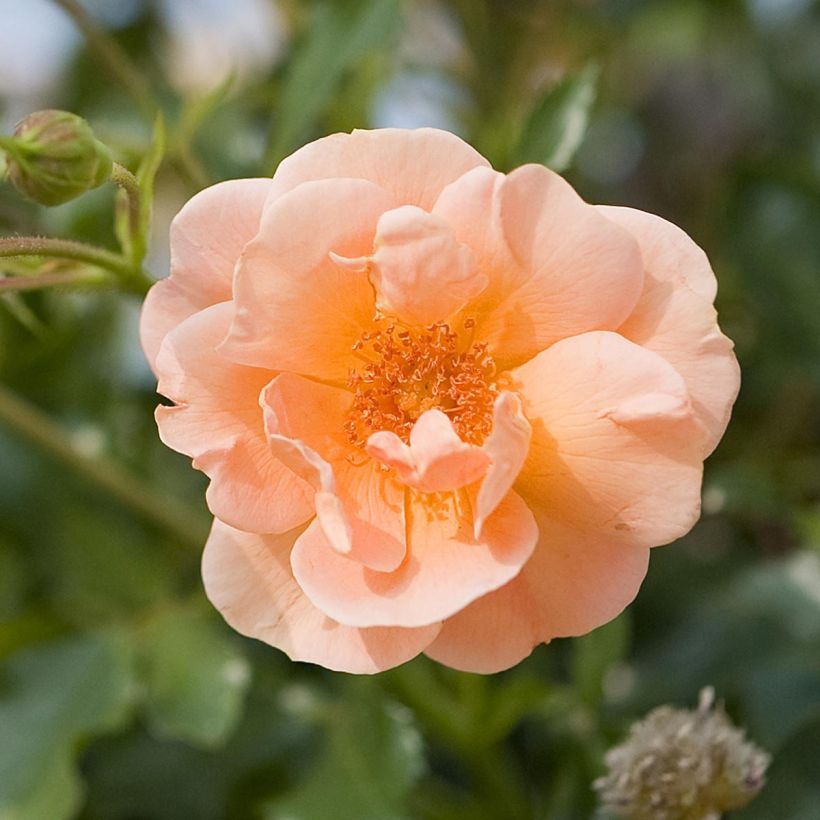 Rosa x floribunda Decorosier Calizia - Standard Rose (Flowering)