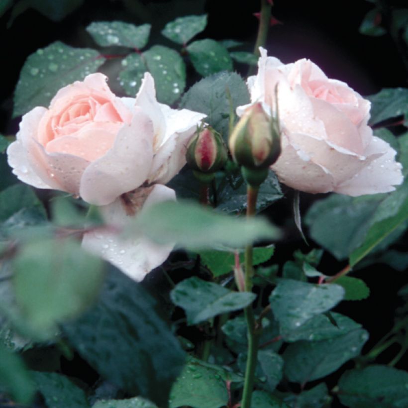 Rosa Renaissance Clair (Foliage)