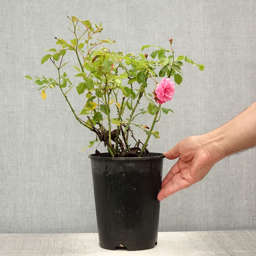 Rosa x floribunda 'Amica' Rigo Rosen - Groundcover Rose  3L/4L pot sample as delivered in summer