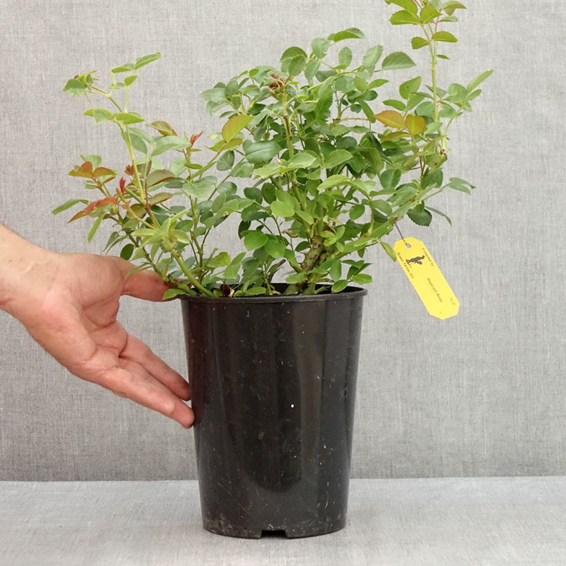 Rosa Aspirin Rose - Floribunda Rose 2L/3L pot sample as delivered in summer