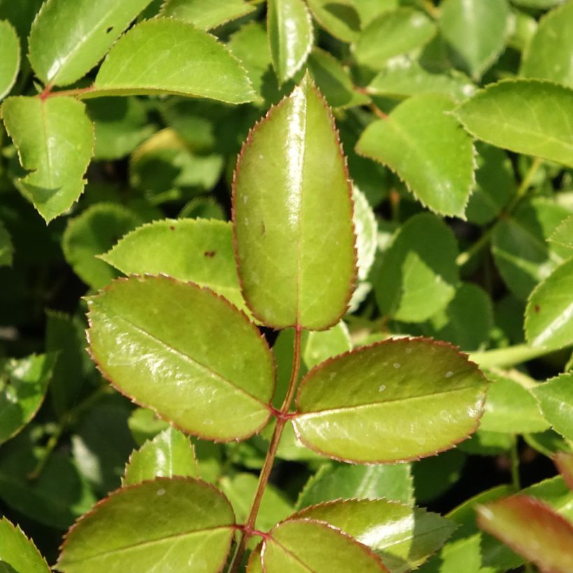 Rosa Aspirin Rose - Floribunda Rose (Foliage)