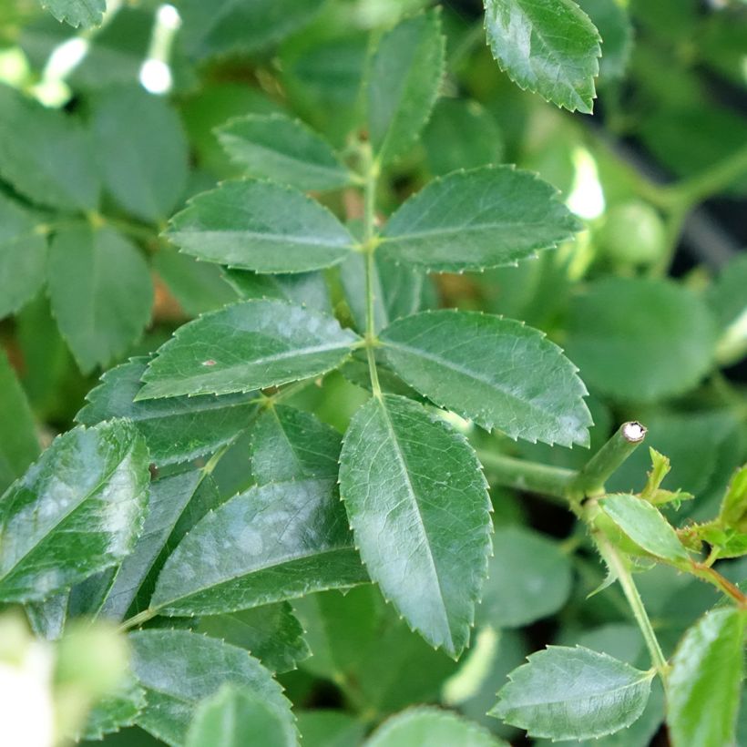 Rosa Crystal Fairy - Groundcover Rose (Foliage)