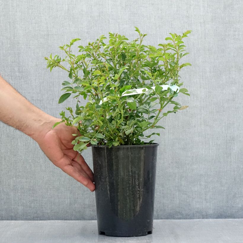 Rosa Crystal Fairy - Groundcover Rose 4L/5L pot sample as delivered in summer
