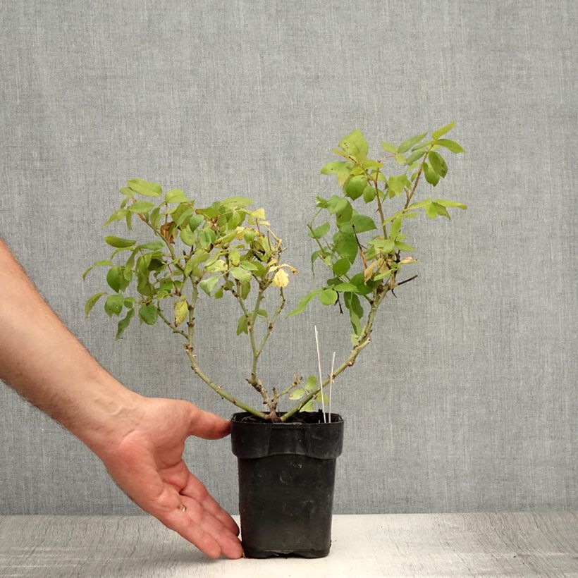 Rosa Knock Out - Ground Cover Rose 10cm/11cm pot sample as delivered in summer