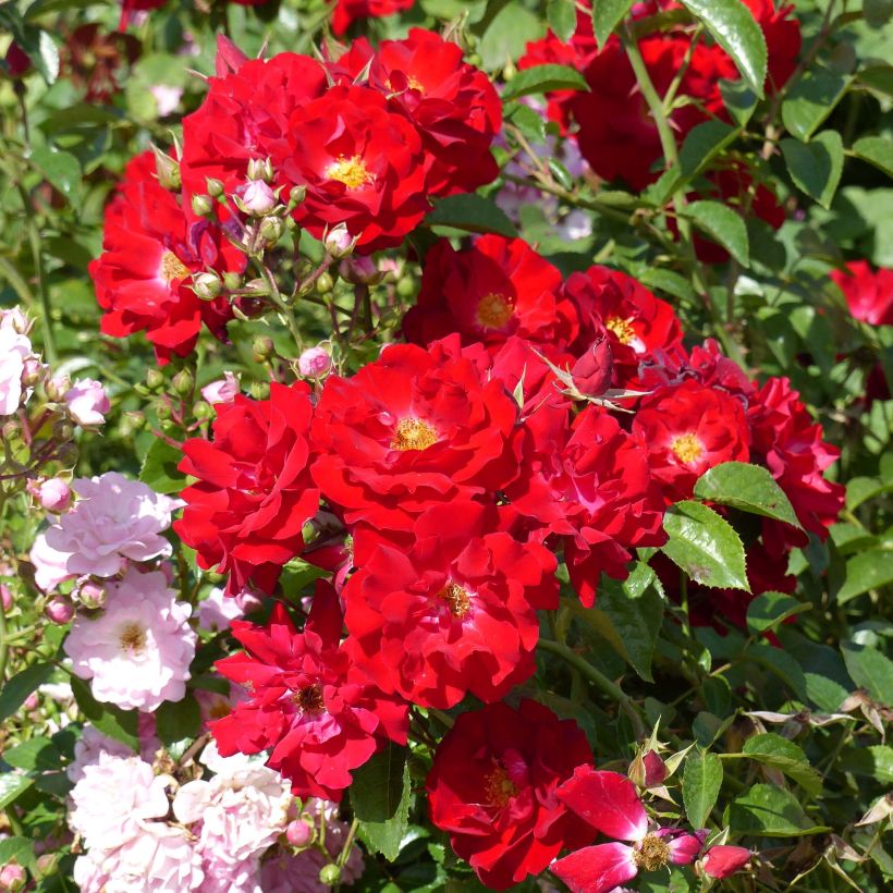 Rosa Mainaufeuer (Flowering)