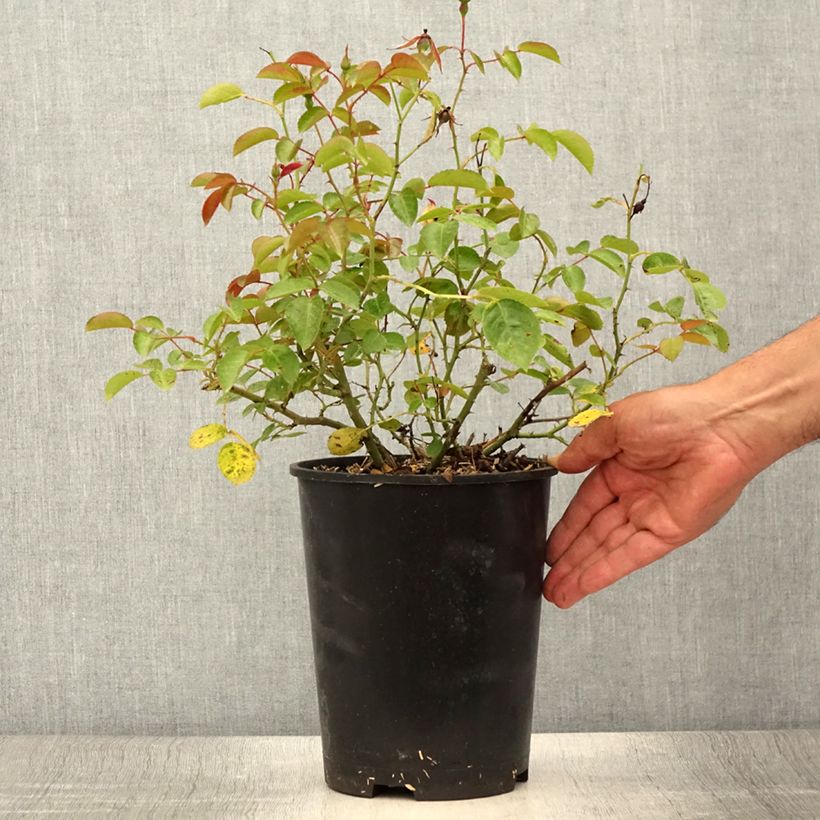 Rosa Mainaufeuer 4L/5L pot sample as delivered in summer