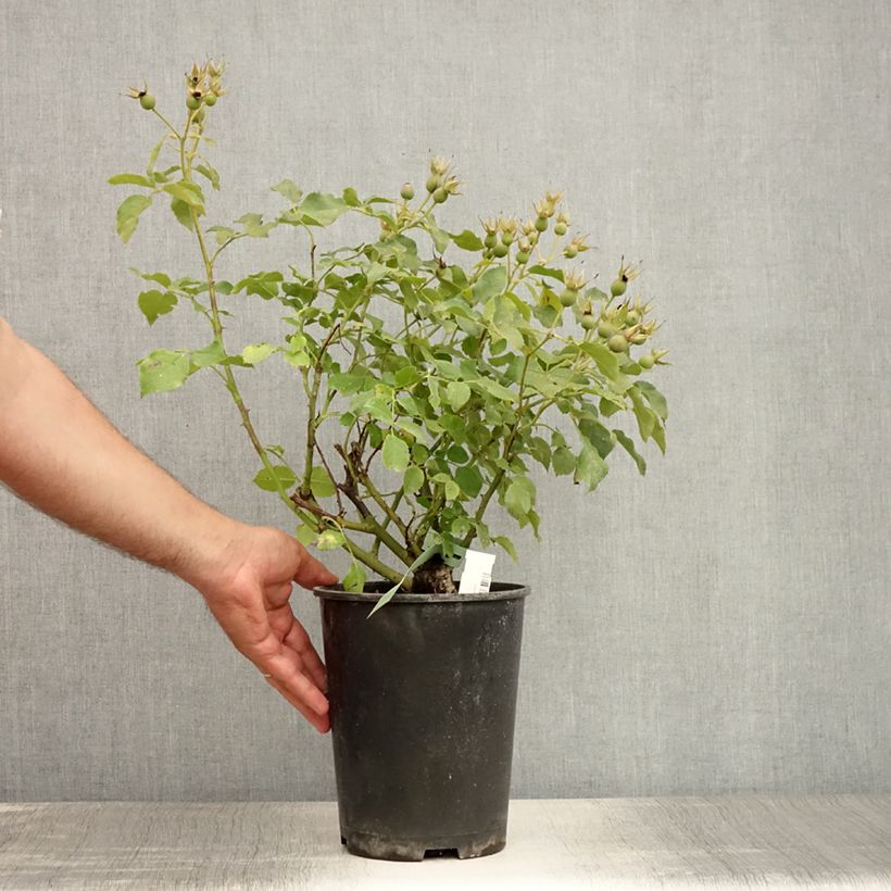 Rosa Marondo - shrub rose 2L/3L pot sample as delivered in summer