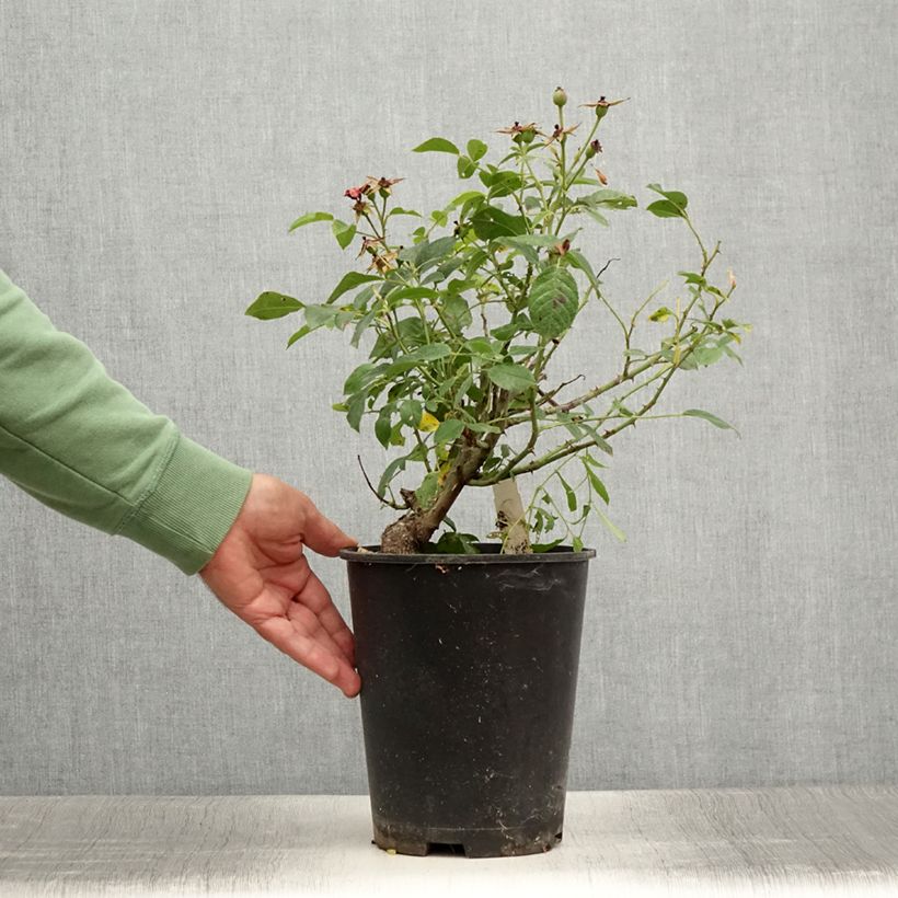 Rosa Pink Flash - Shrub Rose 4L/5L pot sample as delivered in summer