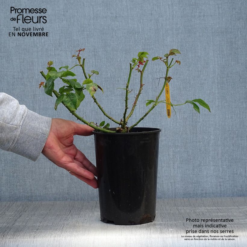 Rosa Rigo Aprikola 2L/3L pot sample as delivered in autumn