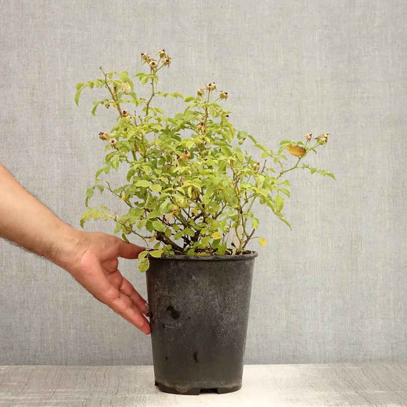 Rosa Rigo Diamant 3L/4L pot sample as delivered in summer