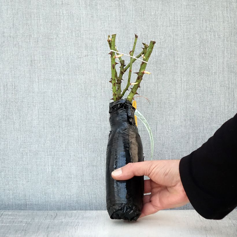 Rosa Rigo Rotilia Wrapped bare root sample as delivered in winter