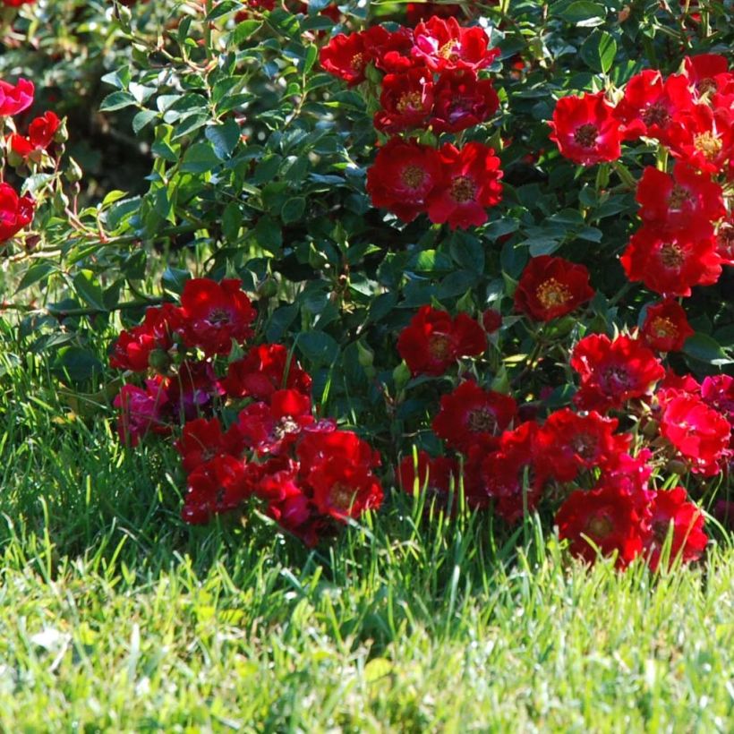 Rosa Rouge Cascade - Shrub Rose (Flowering)