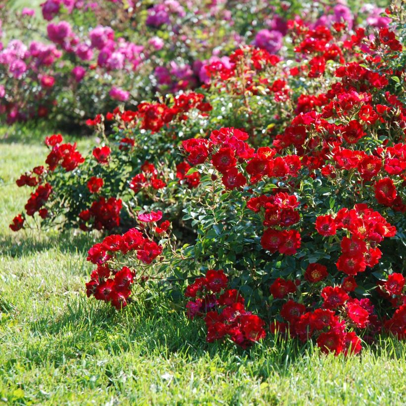 Rosa Rouge Cascade - Shrub Rose (Plant habit)