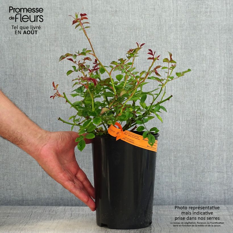 Rosa 'Swany; - Groundcover Rose 3L/4L pot sample as delivered in summer