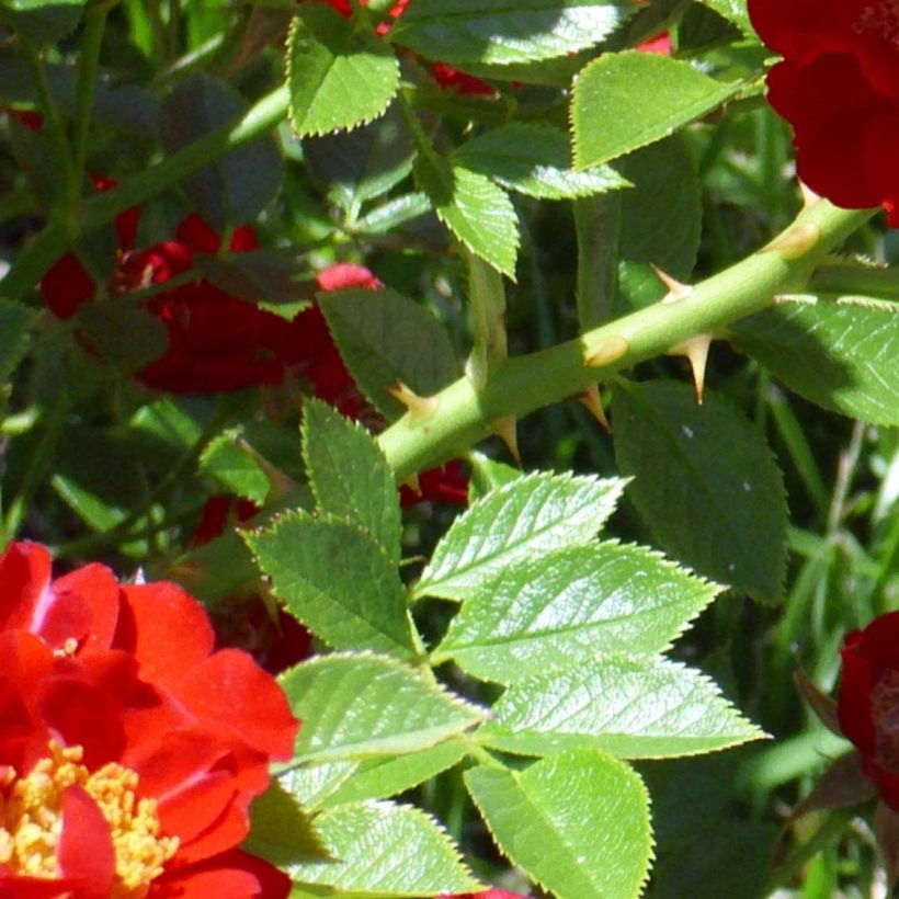Rosa Tapis Rouge - Groundcover Shrub Rose (Foliage)