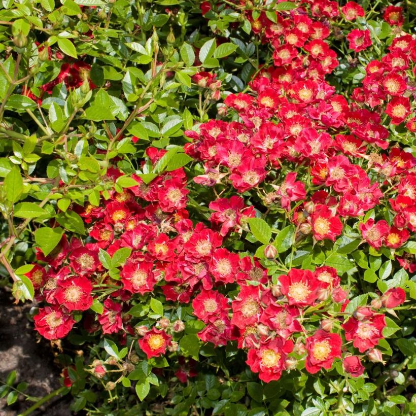Rosa Tapis Rouge - Groundcover Shrub Rose (Flowering)