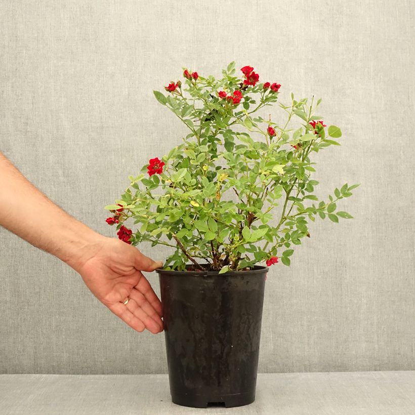 Rosa Tapis Rouge - Groundcover Shrub Rose 2L/3L pot sample as delivered in summer